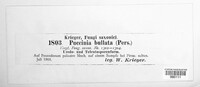 Puccinia bullata image